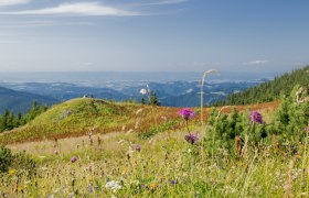 Bergsommer am Ötscher, © Ludwig Fahrnberger